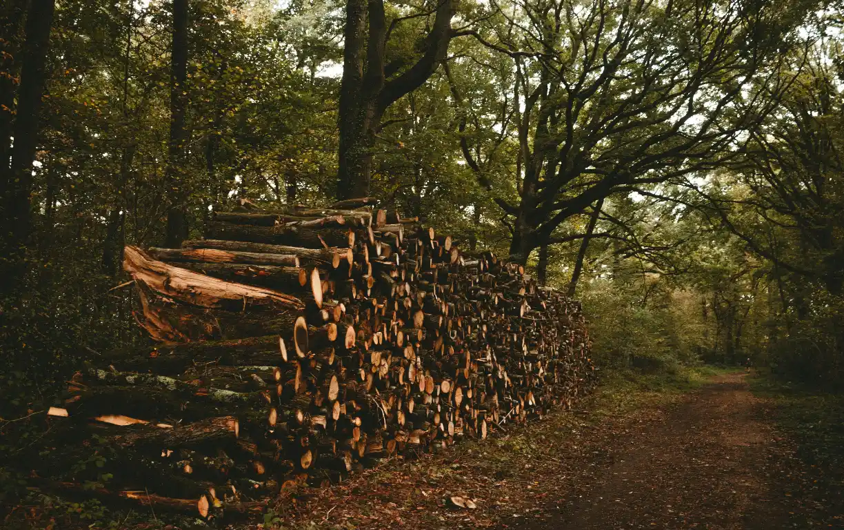Forestry Management
